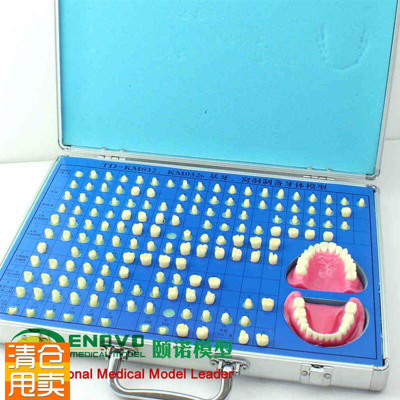 颐诺正品口腔学齿科备牙模型牙体制备窝O洞牙齿义齿加工模型