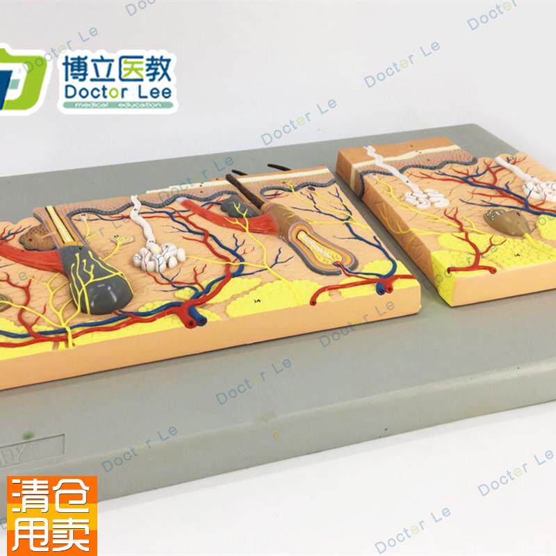 平面皮肤模型皮肤组n织结构放大平面皮肤模型人体皮肤解剖模型