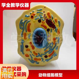 动物细胞模d型显微结构解剖模型细胞膜细胞质细胞核线粒体