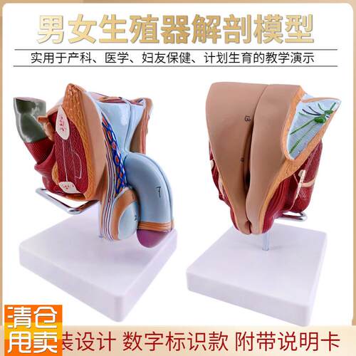 教学女性男性生殖器泌尿系u统标本内外生殖器睾丸解剖模型医疗教