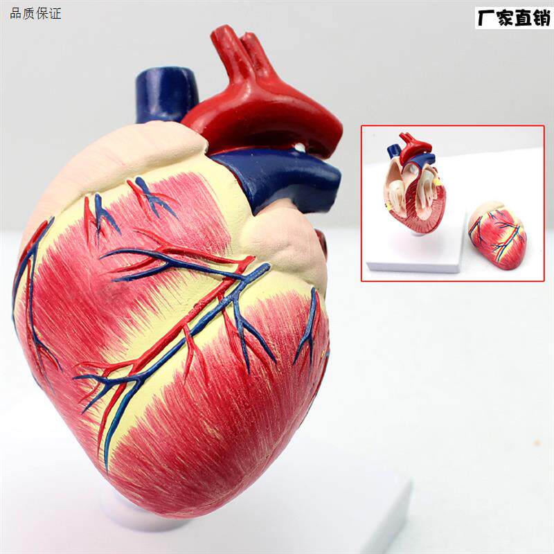 颐诺正品医用狗心脏模狗解剖器官兽医用q习动物解剖宠物模型