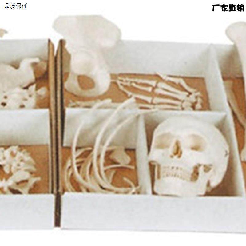 ENOVO颐诺人体骨骼散骨模型骨架标本模型美术医a学艺用疼痛骨科