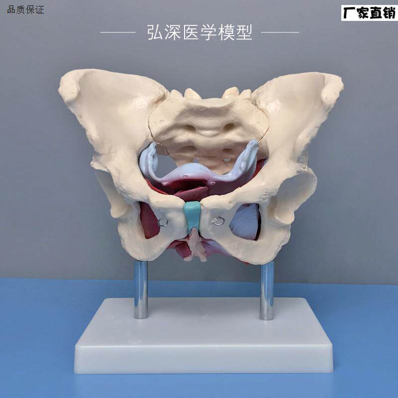 女性骨盆带盆底肌肉模型子E宫卵巢人体器官产后康复妇产科教学模