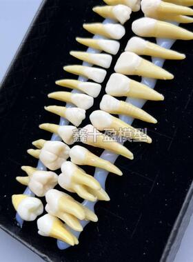 牙科32颗双色恒牙模型成人全口牙齿解刨带牙O根仿真款学习雕刻参