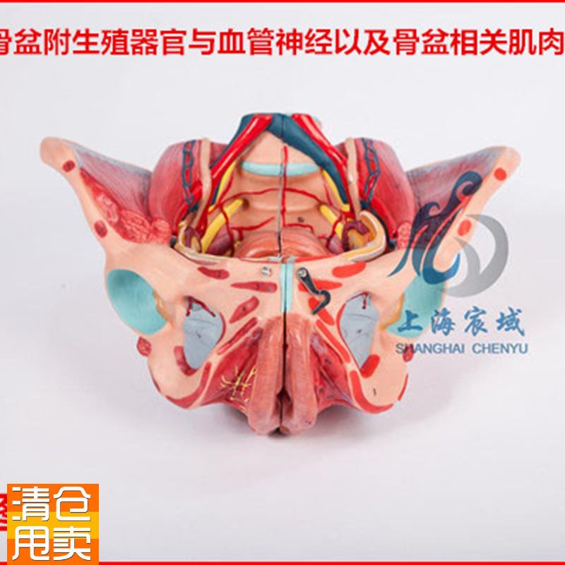 逼真准确女性骨盆附生殖u器官与血管神经以及骨盆相关肌肉附着点