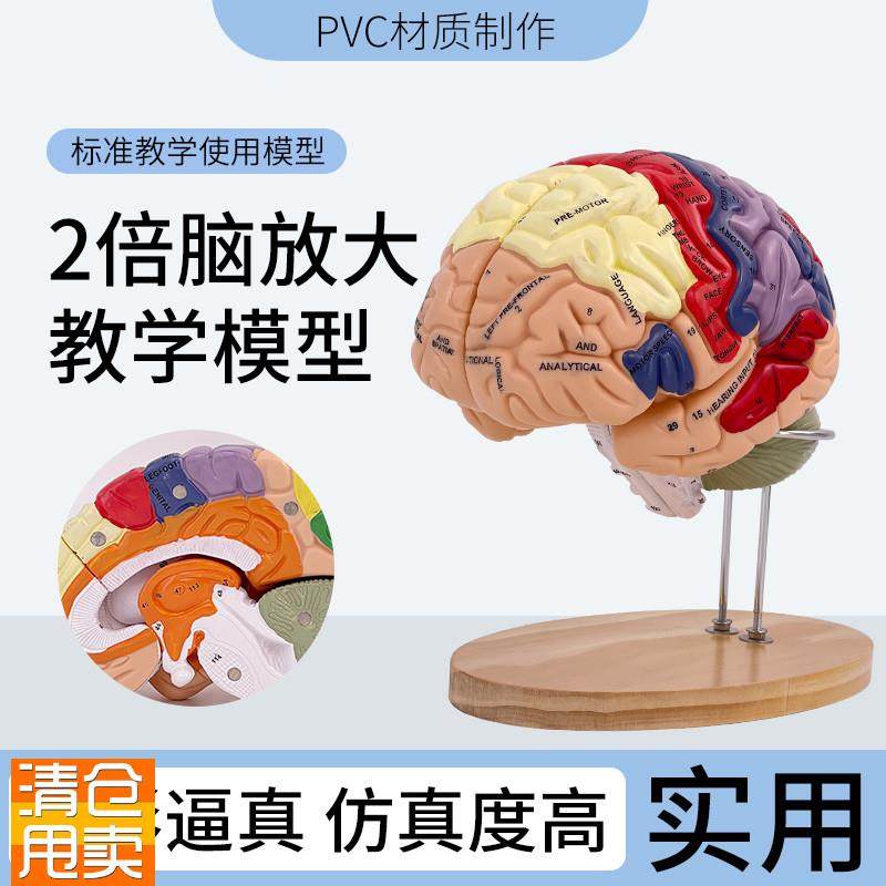 大脑神经解剖模型2倍放大脑模型运动中枢感觉中枢和脑功能医