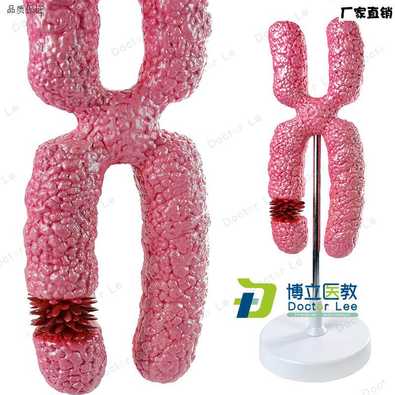 X染色体模型医学细胞器模型减数分裂中学生物教Y学实验教具模型