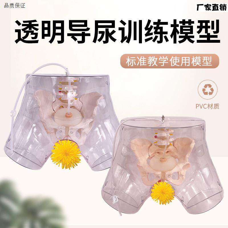 高级透明男x性导尿模型男性生殖器男性生殖解剖模型女性导尿模型