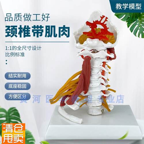 仿真医学a人体颈椎模型颈椎肌肉神经模型骨骼标本教学教具