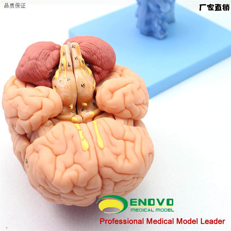 脑神经解剖教学r模型医用脑部实验器材大脑脑干脑室模型