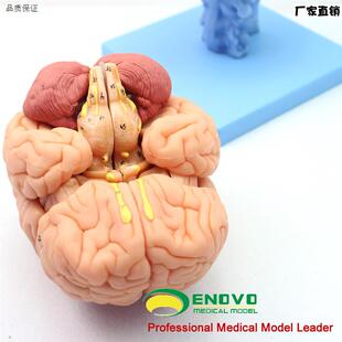 脑神经解剖教学r模型医用脑部实验器材大脑脑干脑室模型