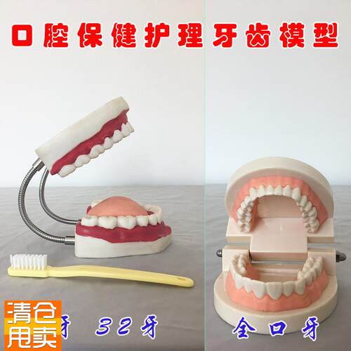 口腔保健护理牙齿模型儿童刷牙玩具2832颗牙幼儿园X教具人体骨骼