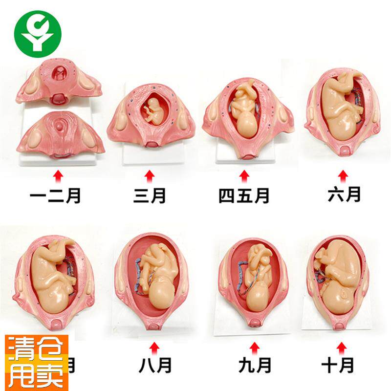 胎儿妊娠发育过程模型o/怀孕胎儿模型/妊娠胚胎发育模型计划生育