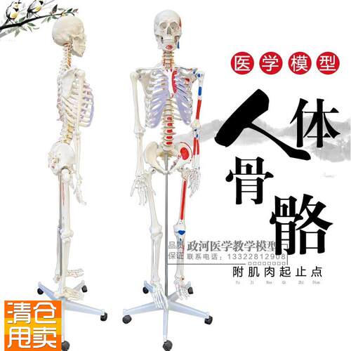 厂家直销人体g骨骼模型170cm半边肌肉着色医用大骨架模型