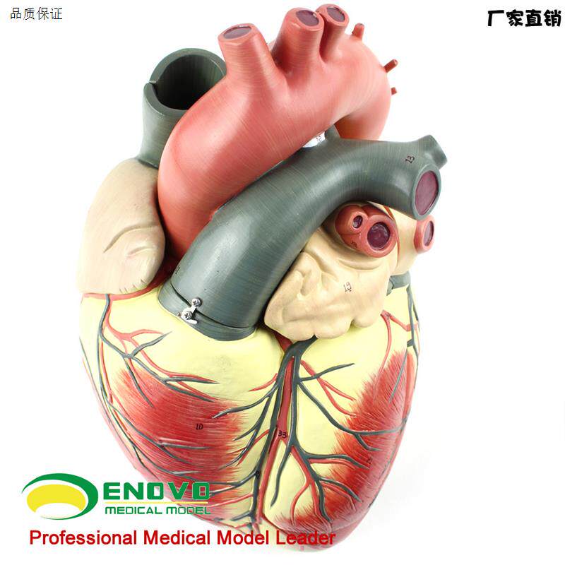 颐诺正品医用超声人体心脏模型心内科彩超B超心e脏解剖模型