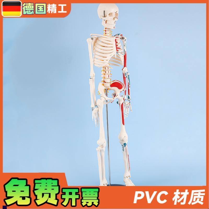 德国】8b5cm半边肌肉起止点骨骼人体骨骼模型成人小骷髅教学模型