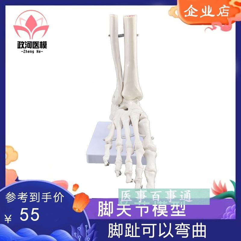 正品人体高端医i学11人体脚关节模型足关节踝关节手足外科