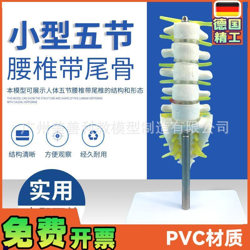 小型腰椎带尾椎骨模型5节带腰椎间盘的P腰椎骶骨尾骨和脊椎