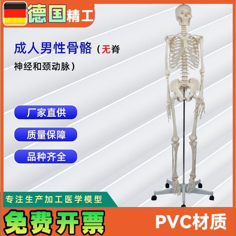 德国精工】d成人男性骨骼(无脊神经和颈动脉)无泡沫盒包装