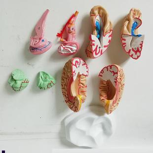 大脑解剖模型大脑血管动脉模型人C体教学医用医学教仪颅脑8片解剖