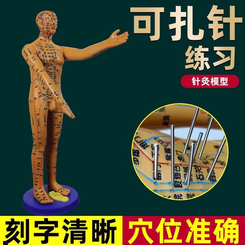 董氏奇穴穴位人体模型十二经络模特图全身中医针灸U教学培训小铜