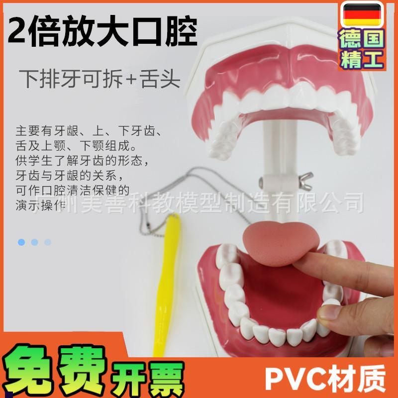 牙保健模型2倍口腔护理刷牙指导教G学仪器牙列牙齿儿童刷牙教具