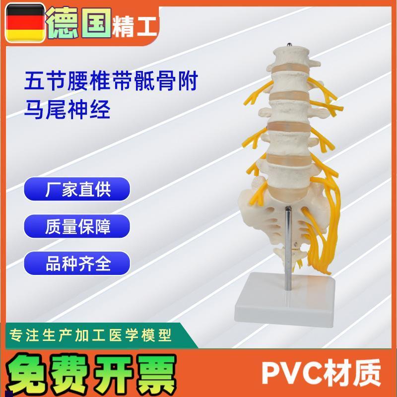 5节腰椎带f骶骨打开附马尾神经人体骨骼模型