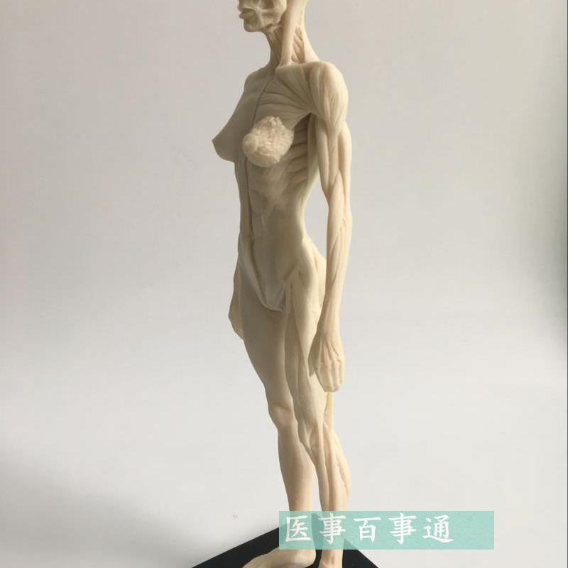 30cm医用雕塑绘画CG参考头骨结构艺用人体肌肉R骨骼解剖模型白胚