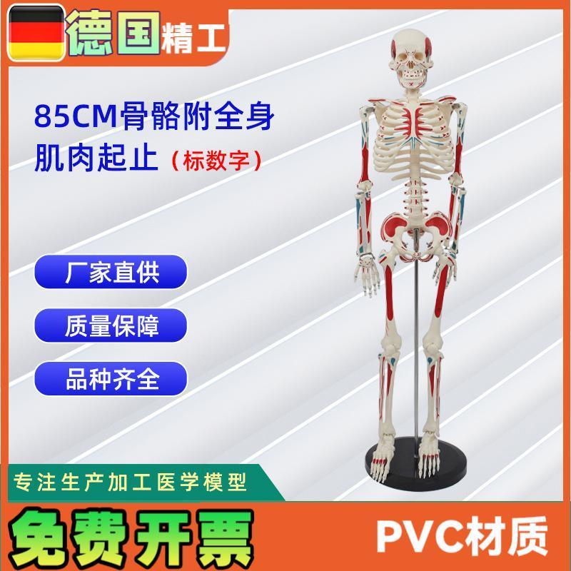 85CM附全身肌肉起止点骨骼x标数字人体脊柱模型仿真小白骷髅标本