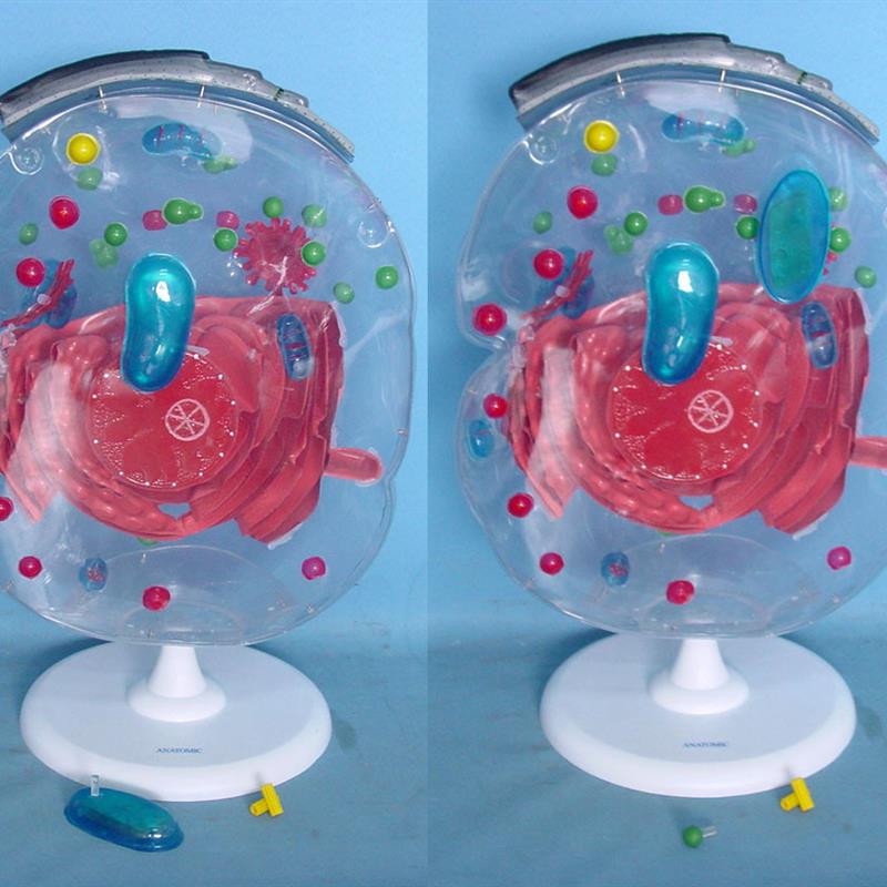 细胞显微结构模型  生G物教学模型讲解展示