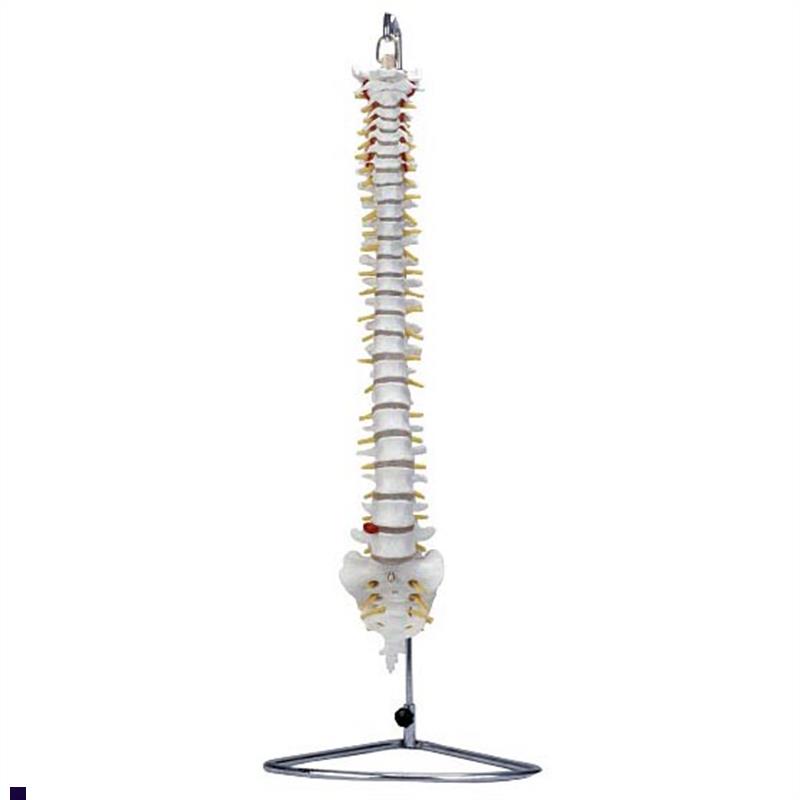 人体脊柱椎l骨模型XC105