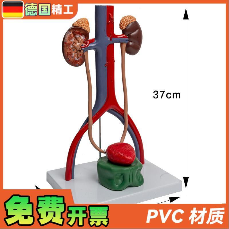 德国】1比1g泌尿生殖系统模型 肾脏解剖模具 膀胱输尿管结构造立