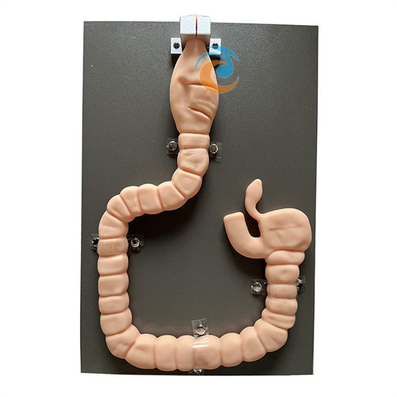 乙状结肠b镜检查模型 肠镜检查演示训练教学模型 自然大肠镜模型