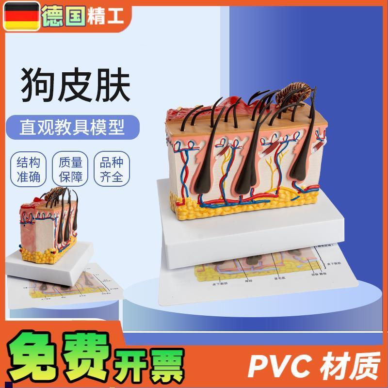 德国】狗b皮肤解剖模型犬科真皮宠物病态皮肤教具兽医教学动物