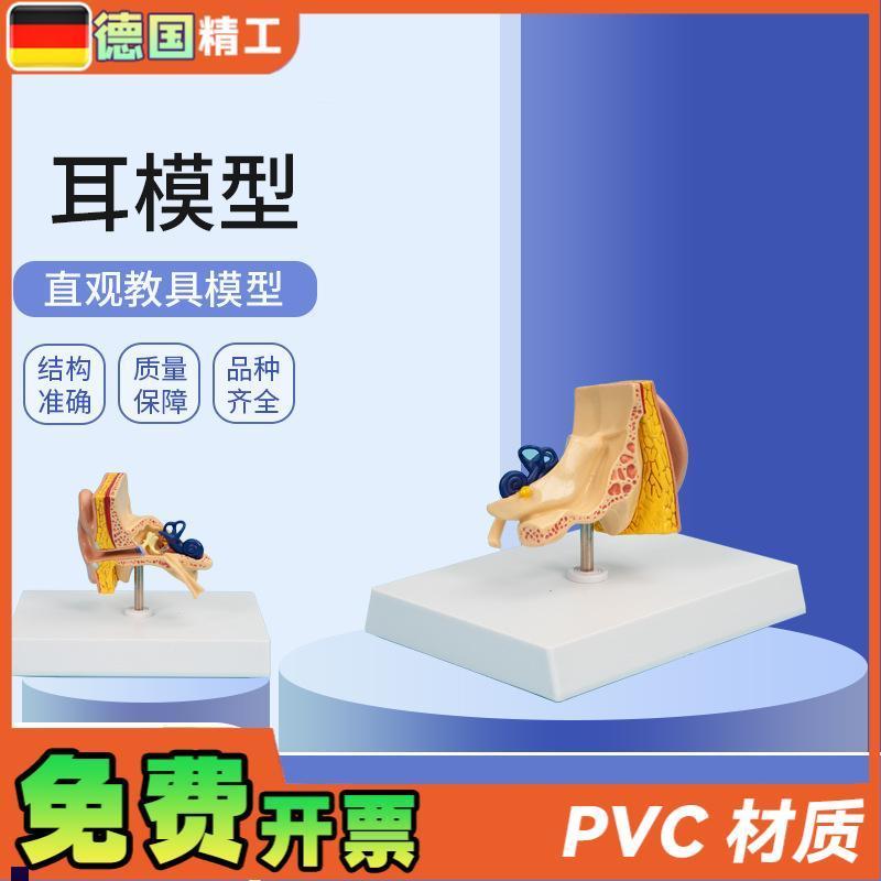 德国】PNT-06701耳模型1部件F仿真人耳耳朵模型人体耳朵解剖模
