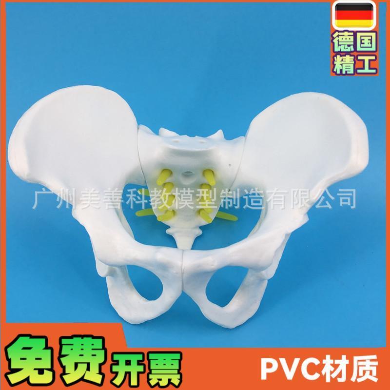 小型女性骨盆 妇科检查模型骨盆标本骨盆演示模型女.性盆骨模型