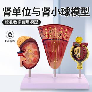 人体肾脏,肾单j位和肾小球模型 内脏医学教学解剖 人体肾解剖模型