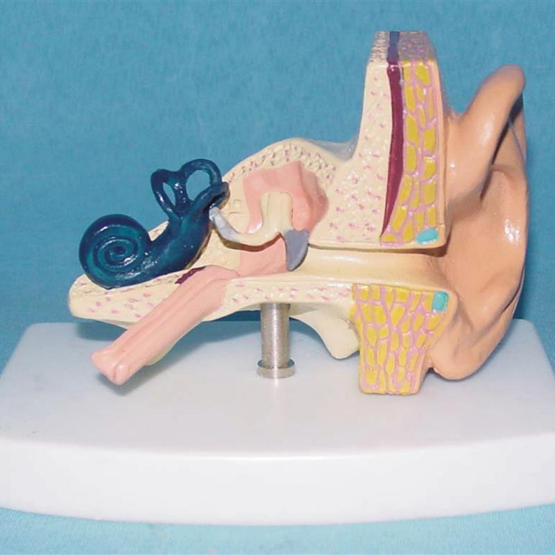 人体耳解剖模型 器官教学医用N人讲解体标本模型