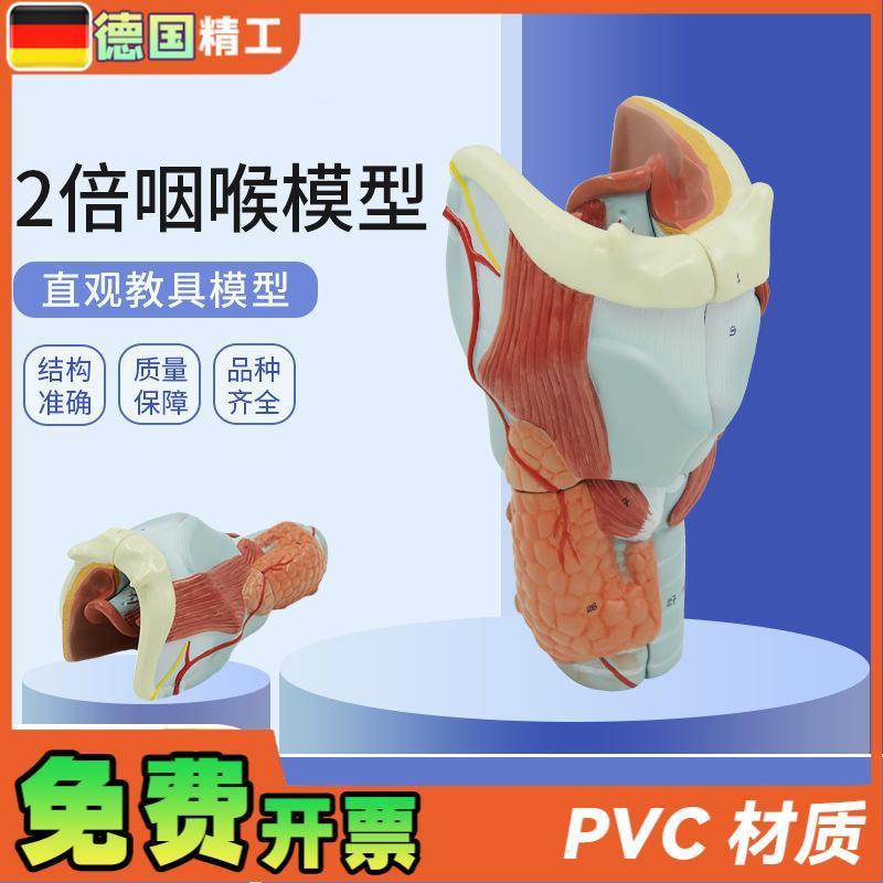 德国】医学人体喉肌喉软骨喉咙咽喉口腔甲状N腺解剖模型 教具耳鼻