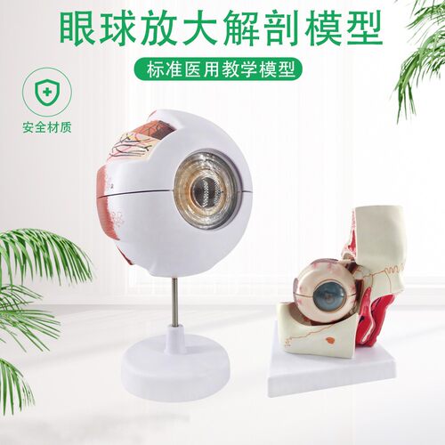 眼球与眼眶放大模型 眼球模型 眼睛解剖模型 O视觉系统 视神经分