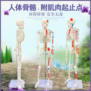 质量上乘新款85CM人体骨x骼模型骨架人体素描教学模型白骨观