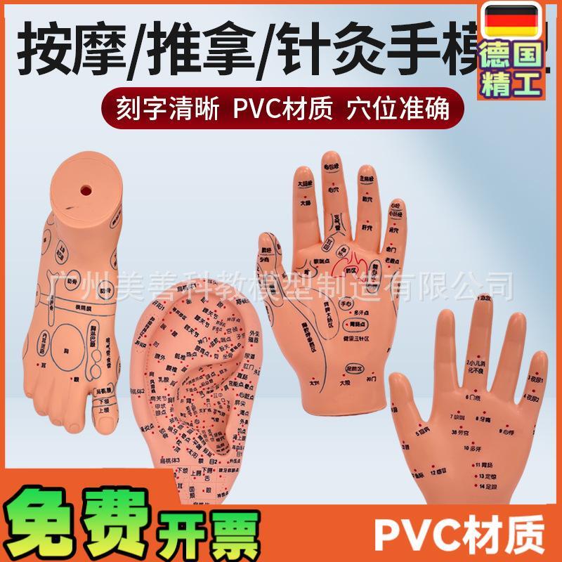 刻字清晰耳穴模型足穴模型穴位手模型耳按摩手Q模型针灸耳16厘米