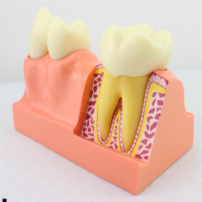 ENOVO颐诺牙体分解模型牙齿解剖模型J口腔科教学牙体解剖形态模型