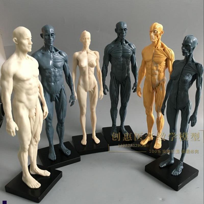 CG参考医学头雕绘画头骨模v型半身像艺用人体肌肉骨骼解剖结构美