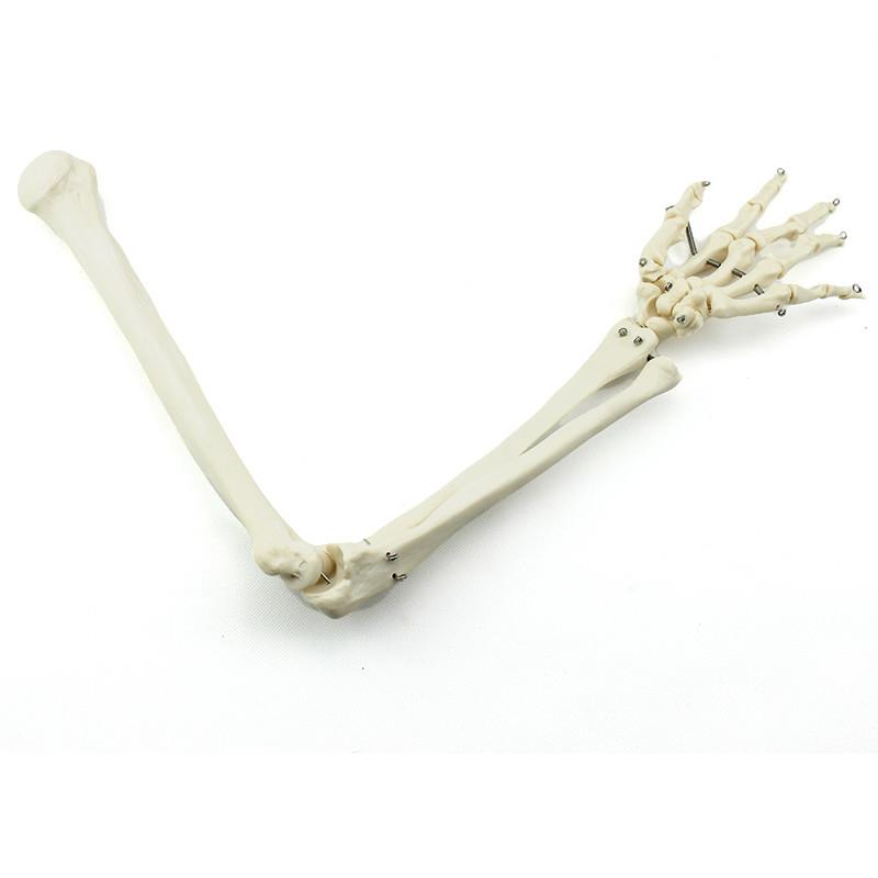 ENOVO颐诺人体上肢骨模型肘关节腕关I节模型肱骨尺骨桡骨掌骨指骨