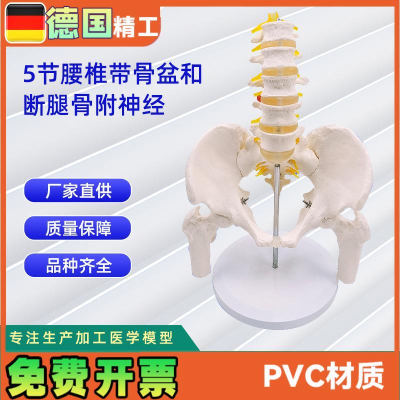 5节腰椎带骨盆和断腿骨附神经x  人体骨骼模型24*20*30CM