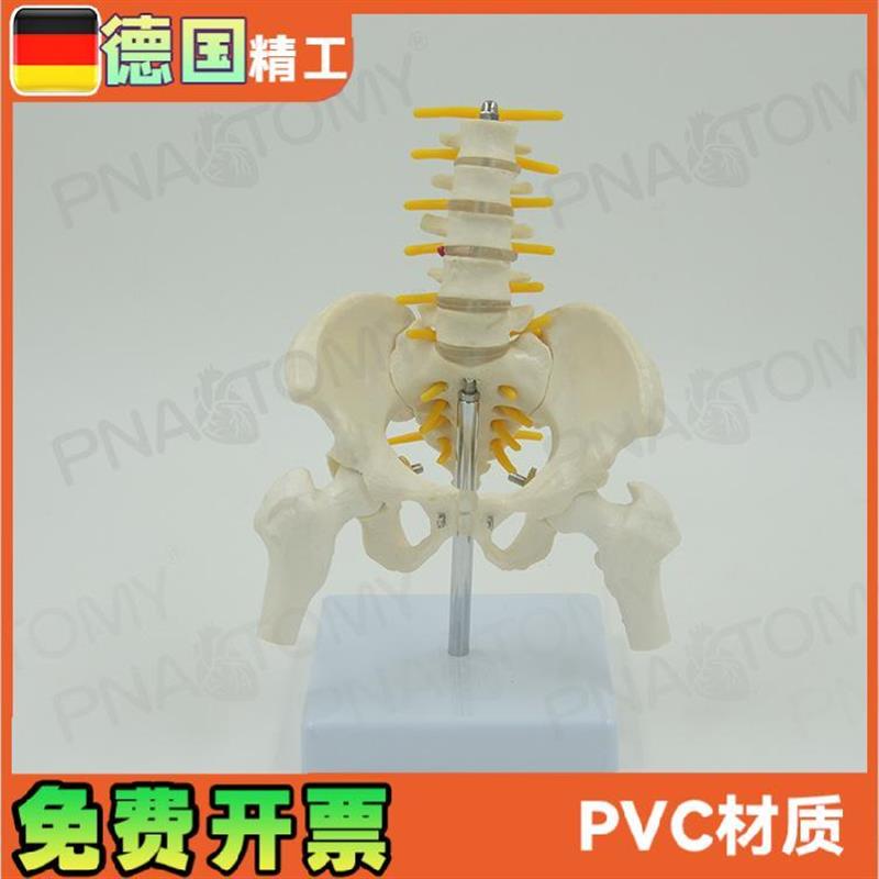 小型5节腰椎带骨盆股骨脊神经骨骼模型 妇产科骨W科疼痛科标本