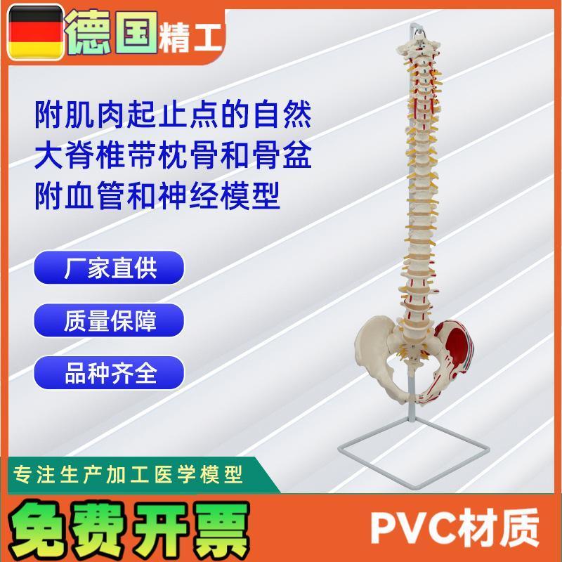 附肌肉起止点自然大脊椎带枕E骨和骨盆附血管和神经模型