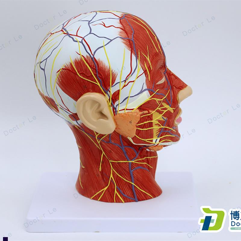 头部矢状切面附血管神经模型医学整形美容面部神Z经血管结构