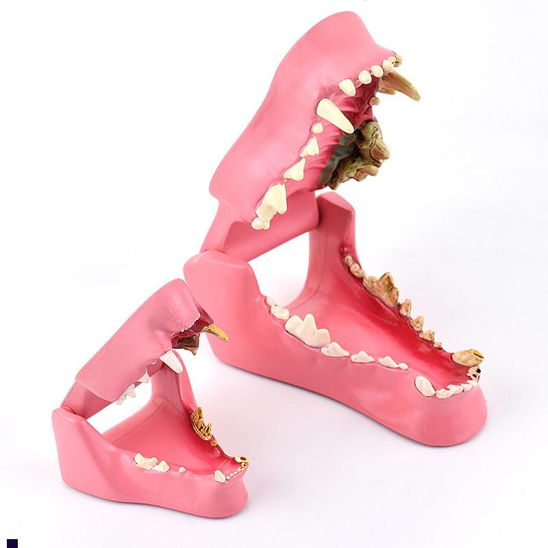 ENOVOd颐诺狗牙猫牙解剖犬齿猫科动物口腔牙齿正常病理模型动物宠